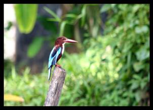 Sri Lanka Tiere